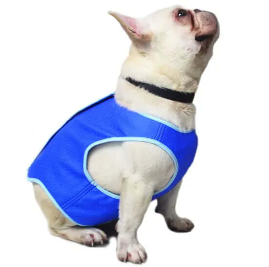 Cooling Vest for Dogs – Summer Comfort Edition