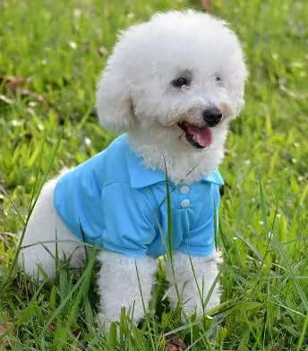 Summer Polo Shirt for Dogs